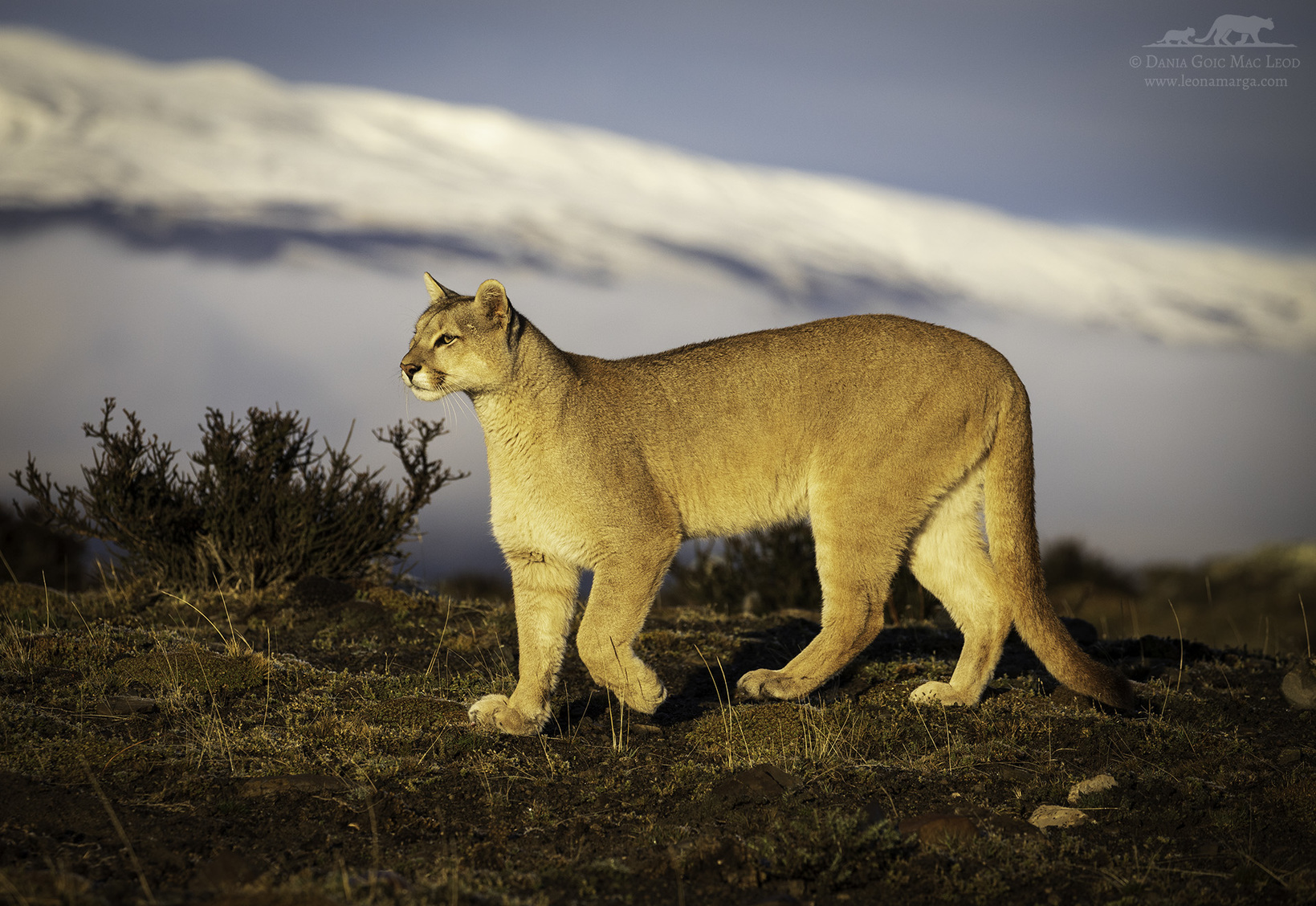 puma patagonia