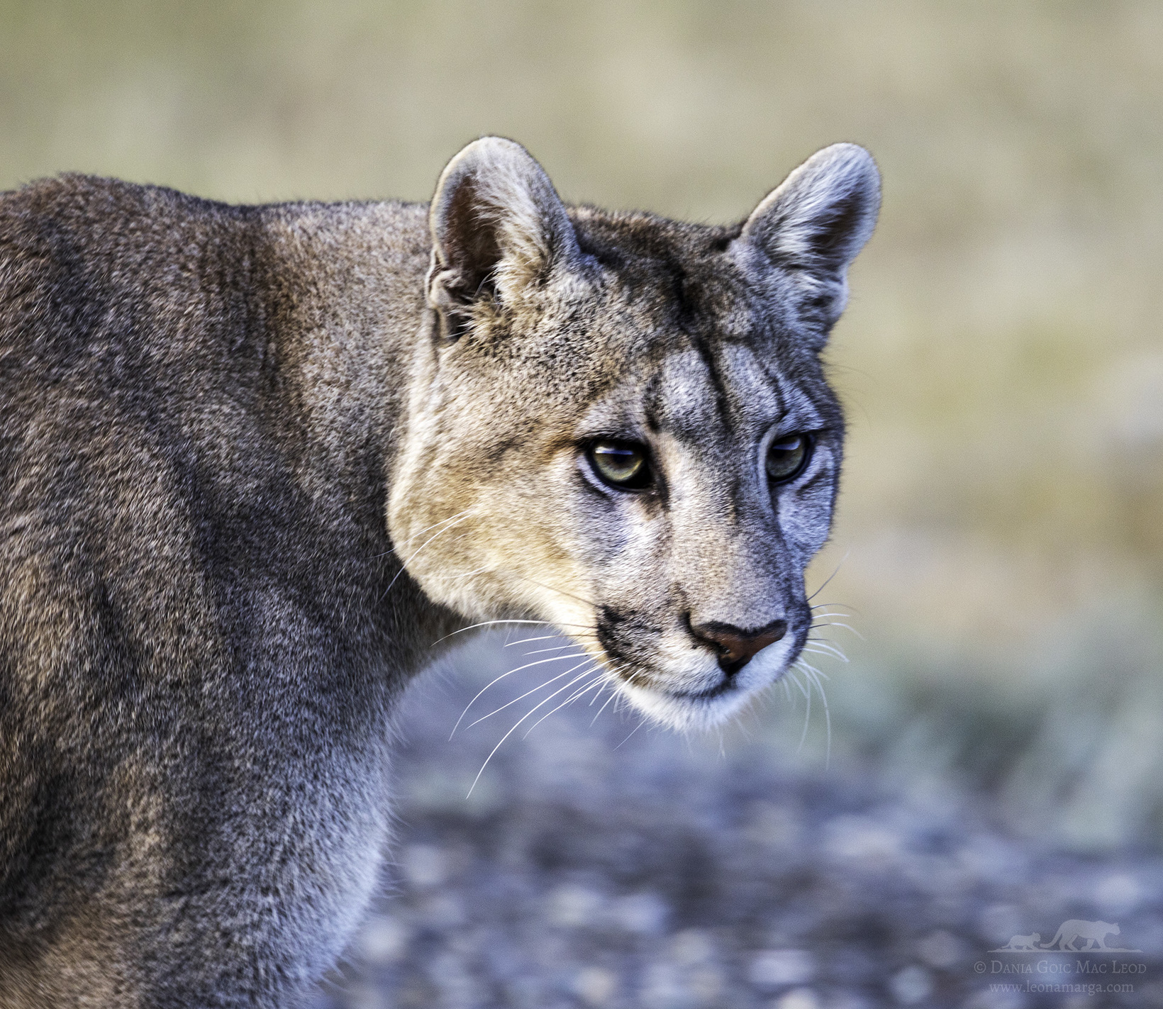 Speaking of Nature - Up close and personal with Pumas in Patagonia