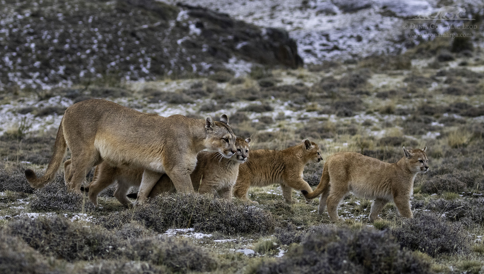 a puma is in which family