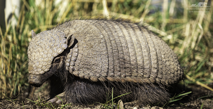 Armadillo