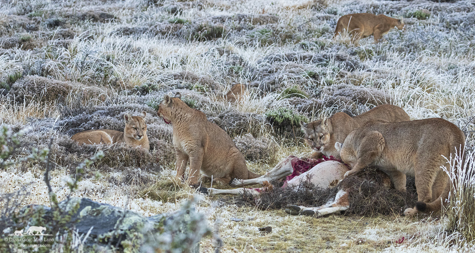 A new hope for pumas in Patagonia