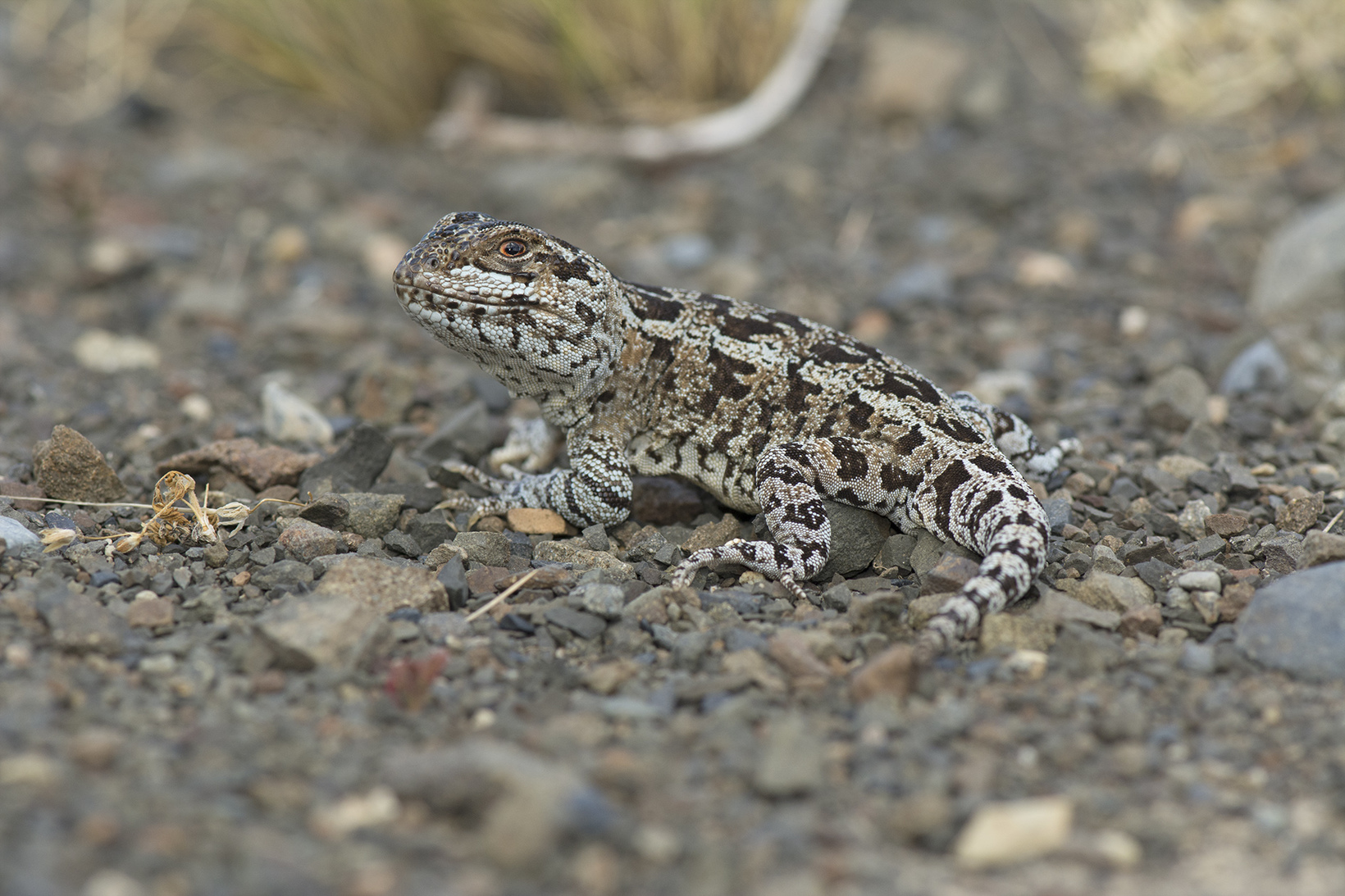  Southern Patagonian Lizard ( Diplolaemus Darwinii)