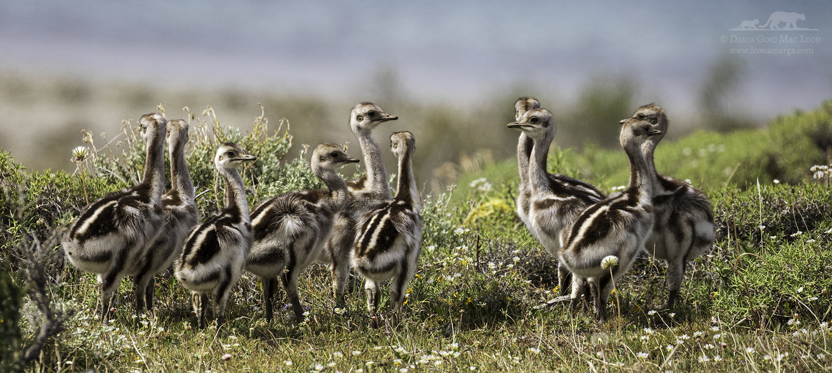 Birds present at Estancia Laguna Amarga, Torres del Paine