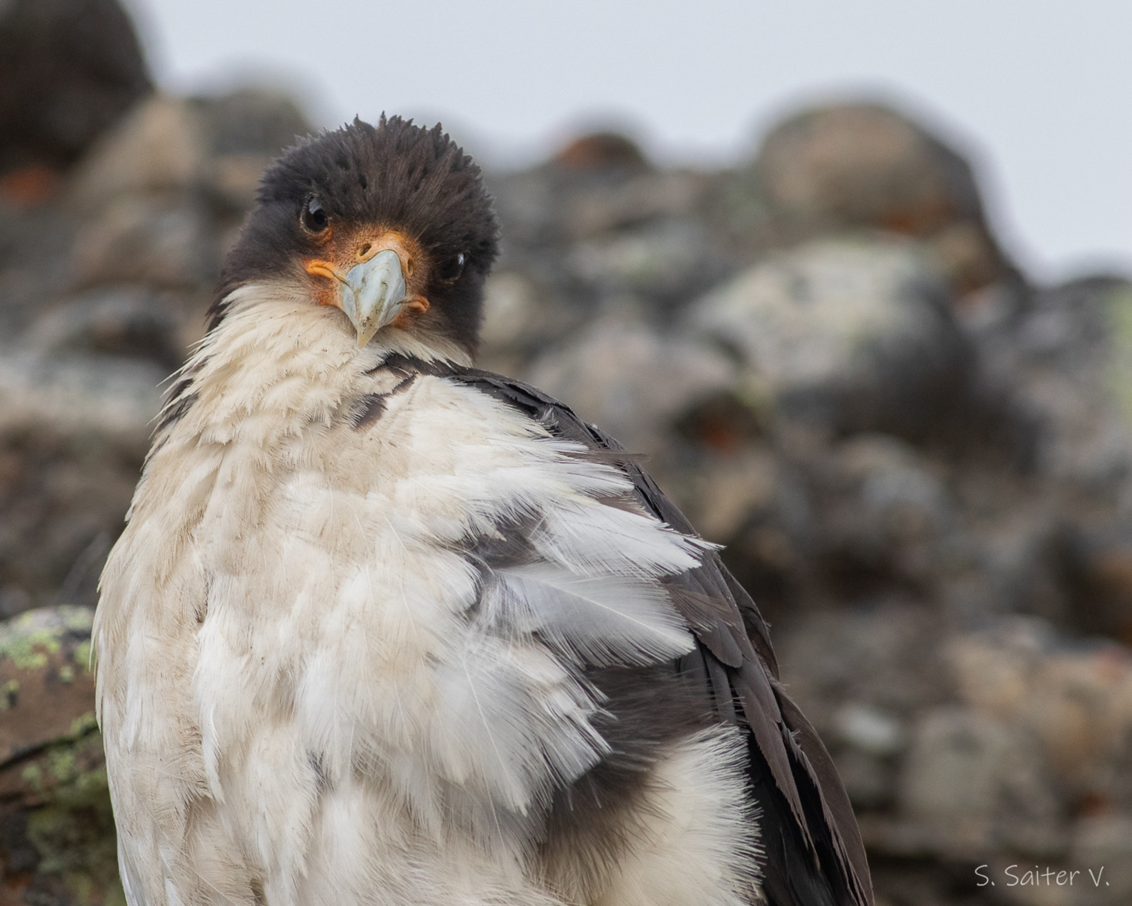 The White-Throated Caracara