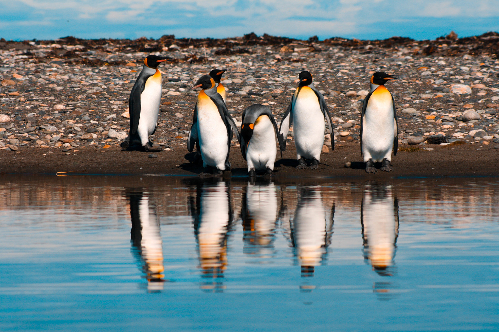 Iconic wildlife of Patagonia: King Penguins