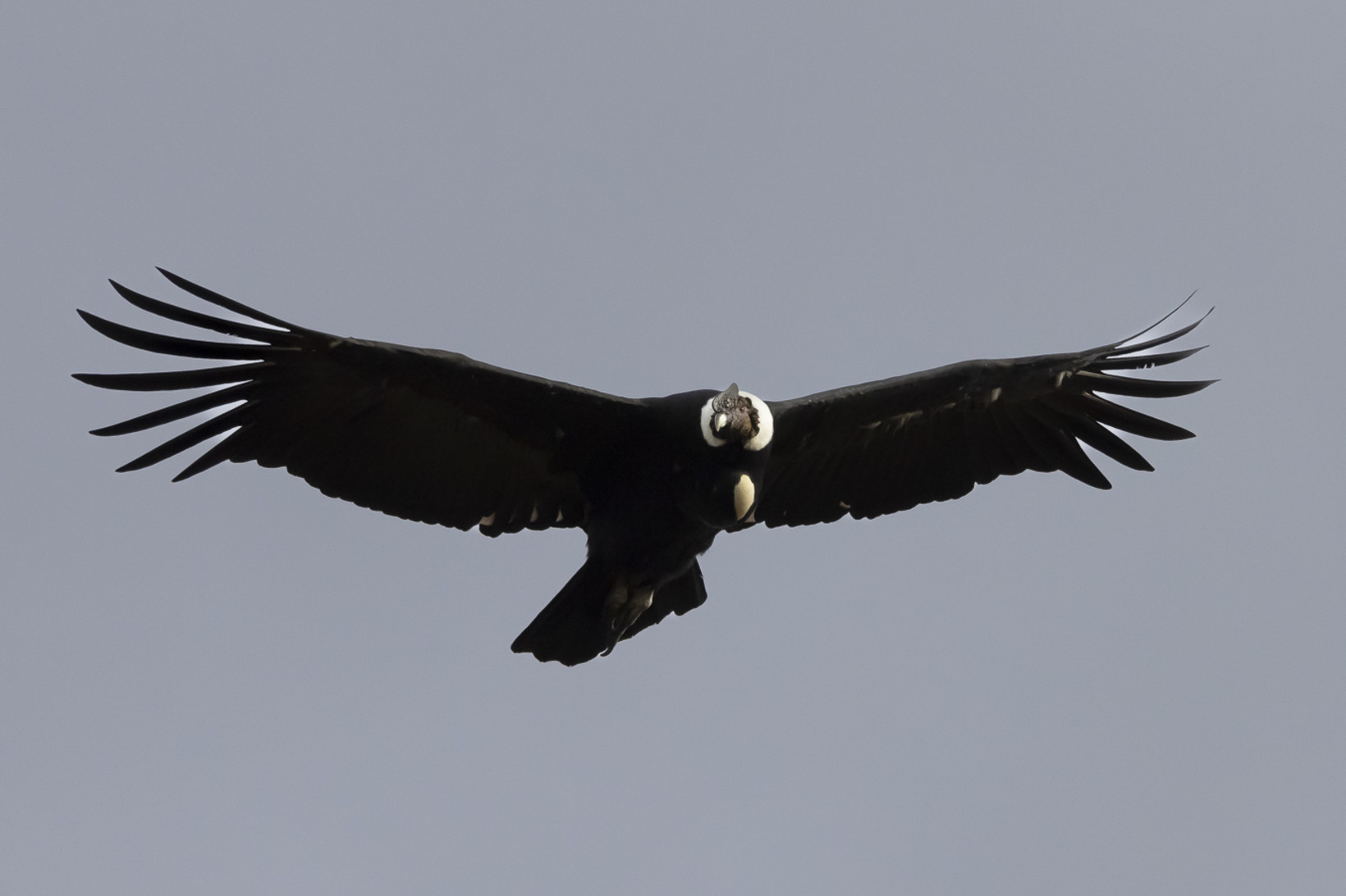 Iconic wildlife of Patagonia: The Andean Condor