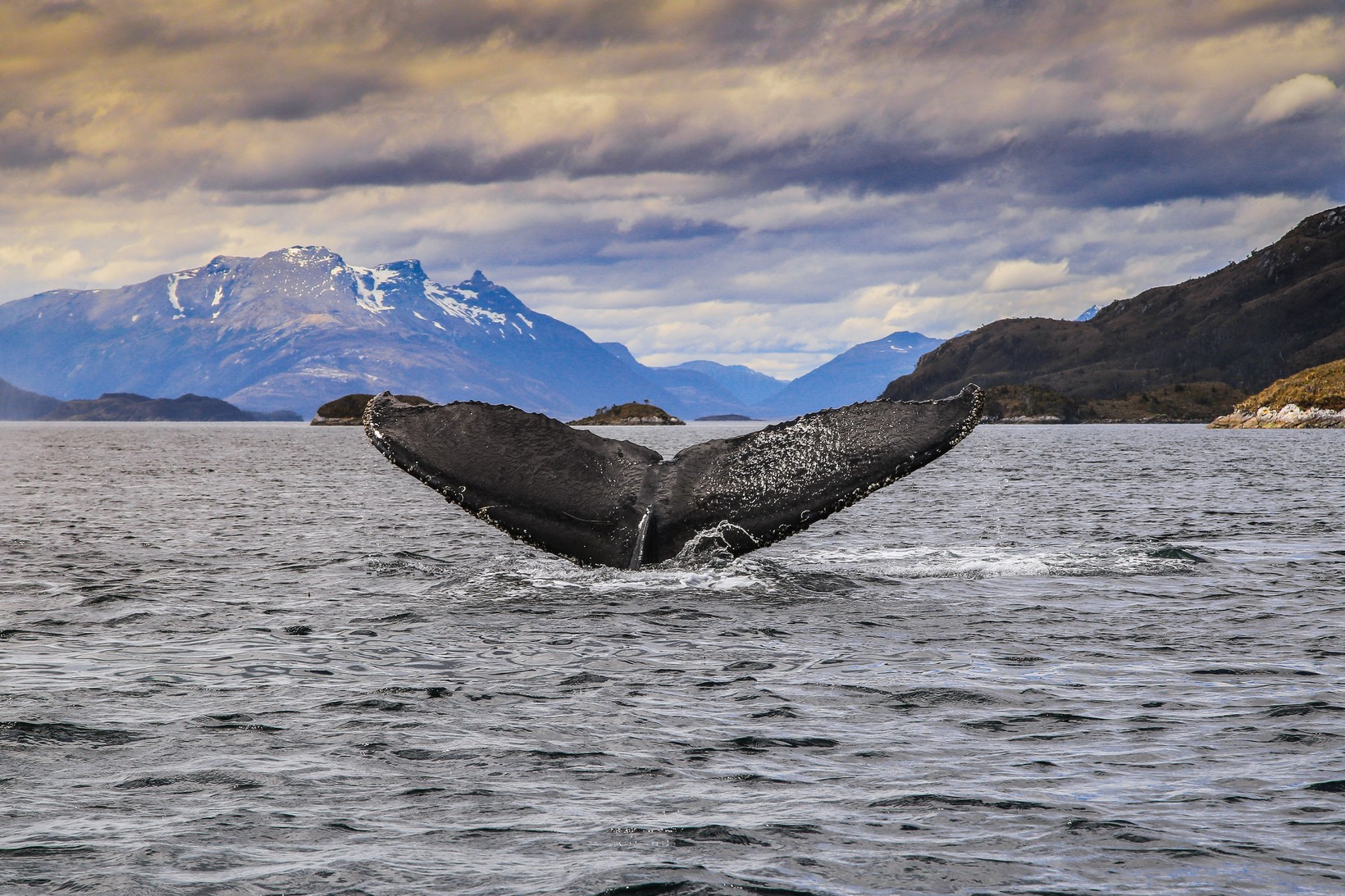 Iconic Wildlife of Patagonia: The Humpback whale