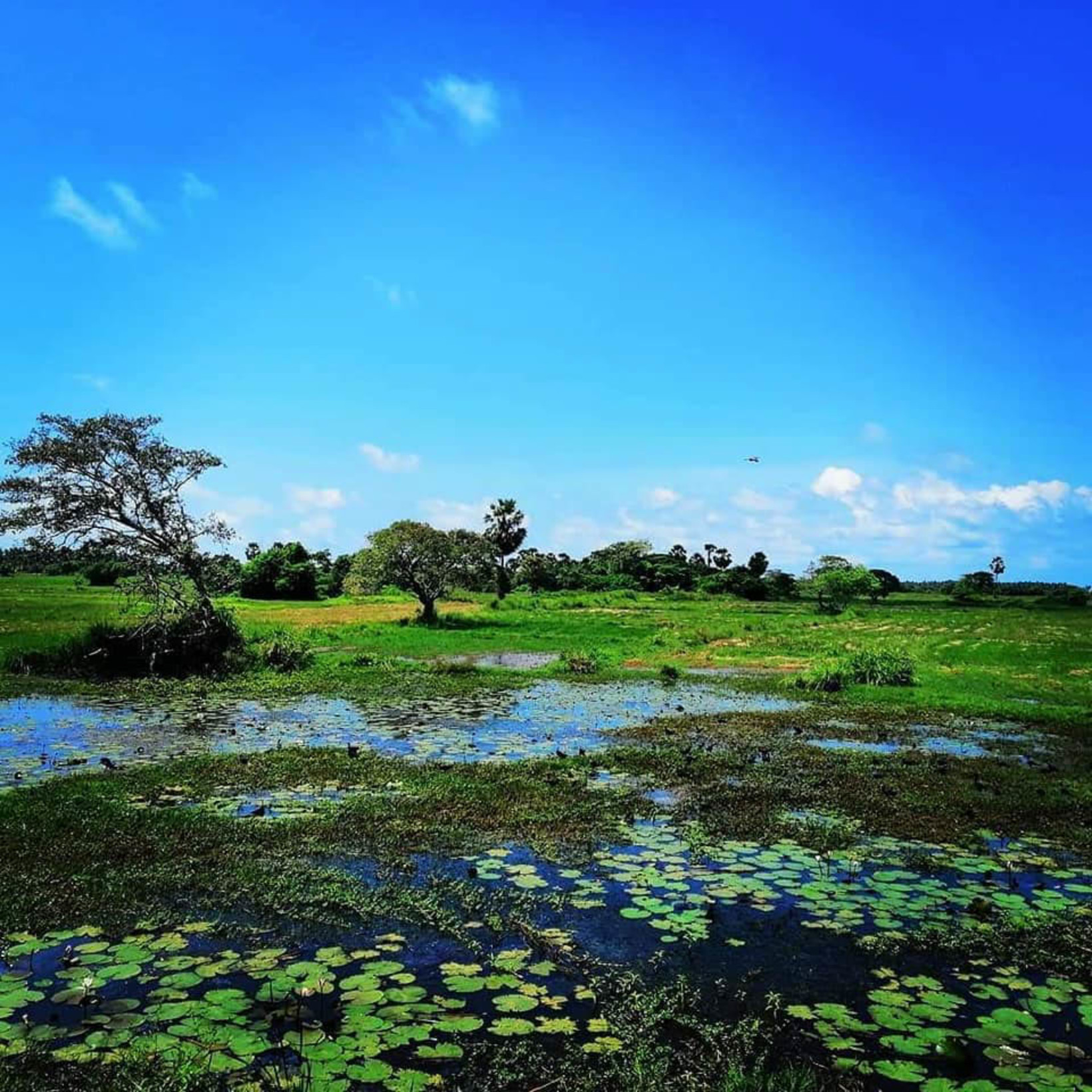 Anawilundawa Wetland Sanctuary - 【Lakpura LLC】