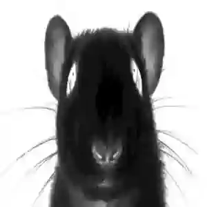 A Rat, from the sewer of a James Herbert novel