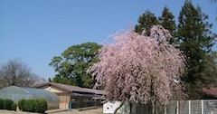 篠村幼稚園