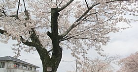 富岡町立夜ノ森幼稚園