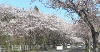 認定こども園こすもす幼稚園