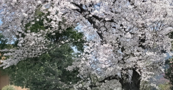 下落合みどり幼稚園