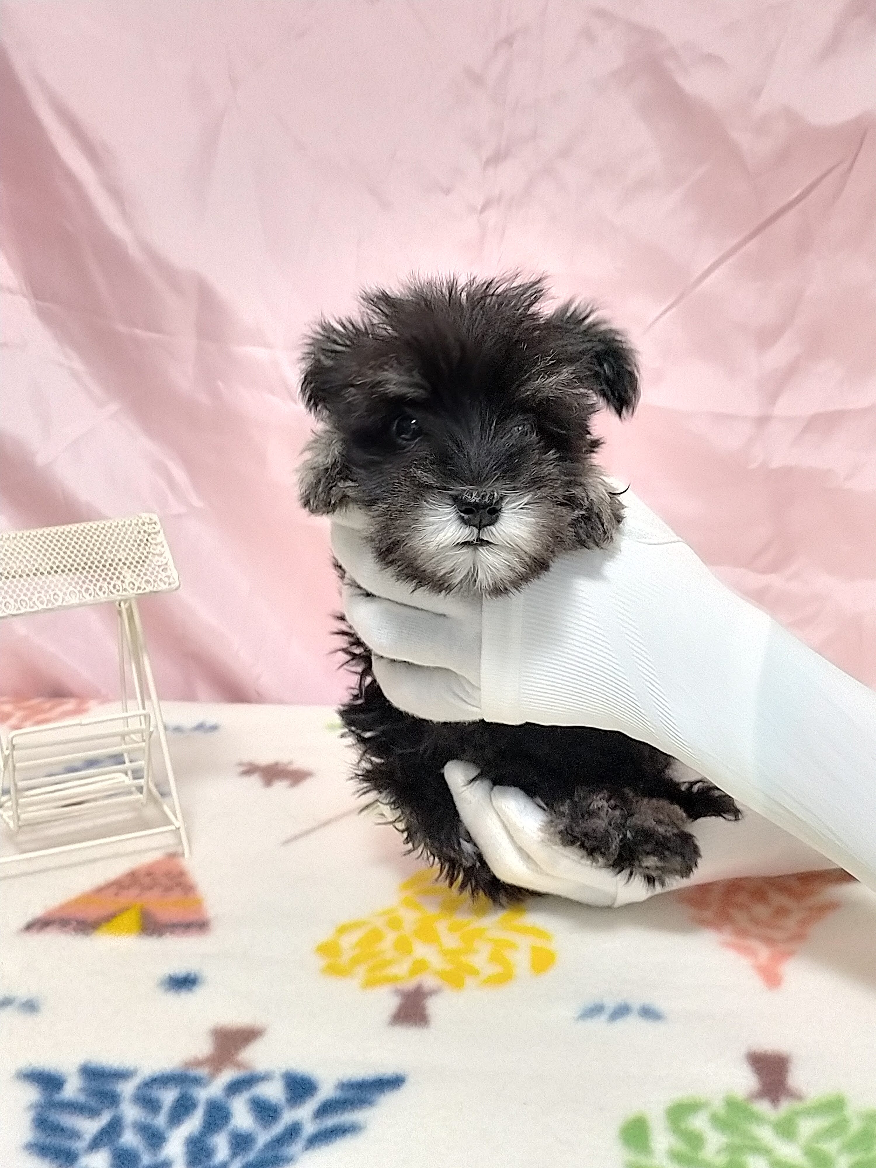Miniature Schnauzer | 福岡県筑後市のティーカッププードル専門ブリーダー