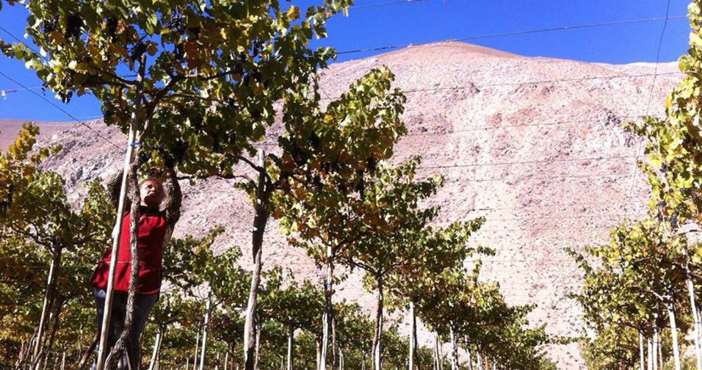 tours valle del elqui