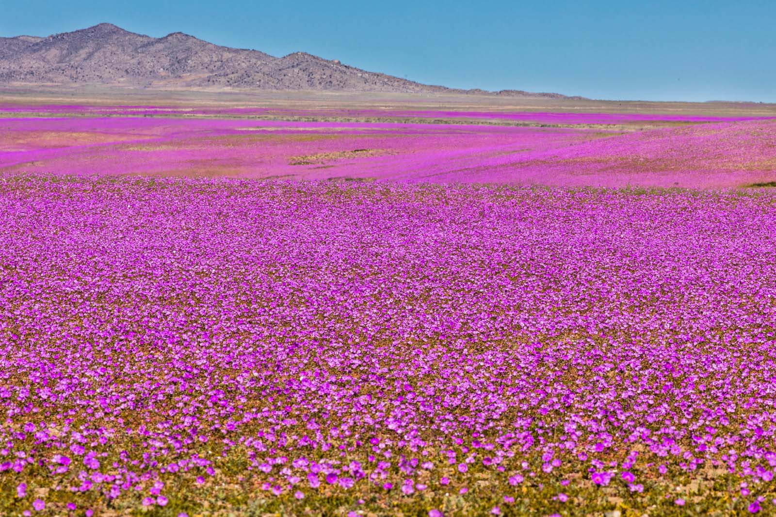 desierto flores