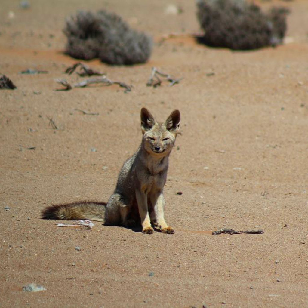 zorro atacama