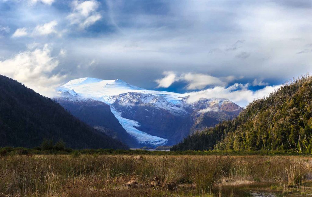 El monito del monte es un animal maravilloso que habita los bosques del sur de Chile