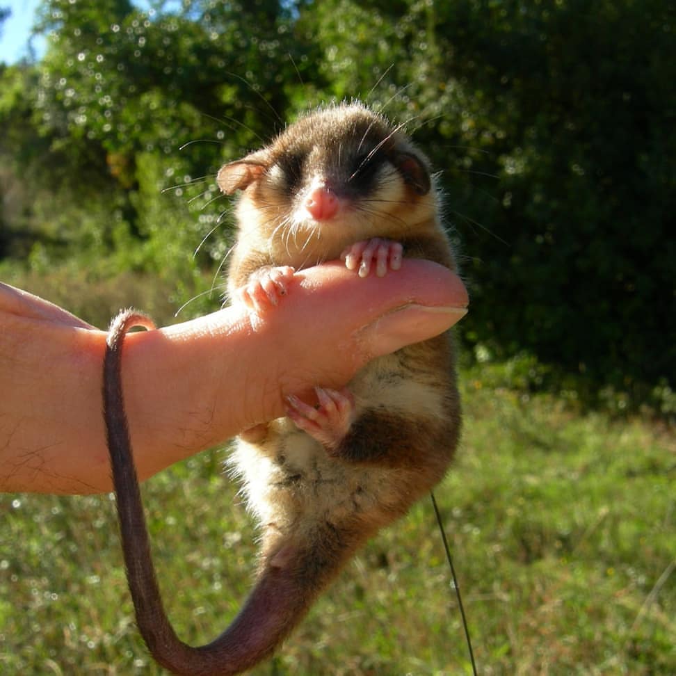 El monito del monte es un animal maravilloso que habita los bosques del sur de Chile