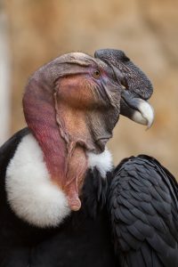 condor-aves-de-chile