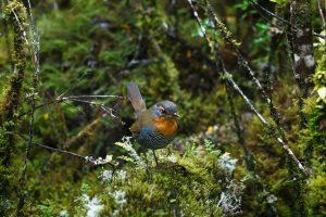 Avistamiento de aves