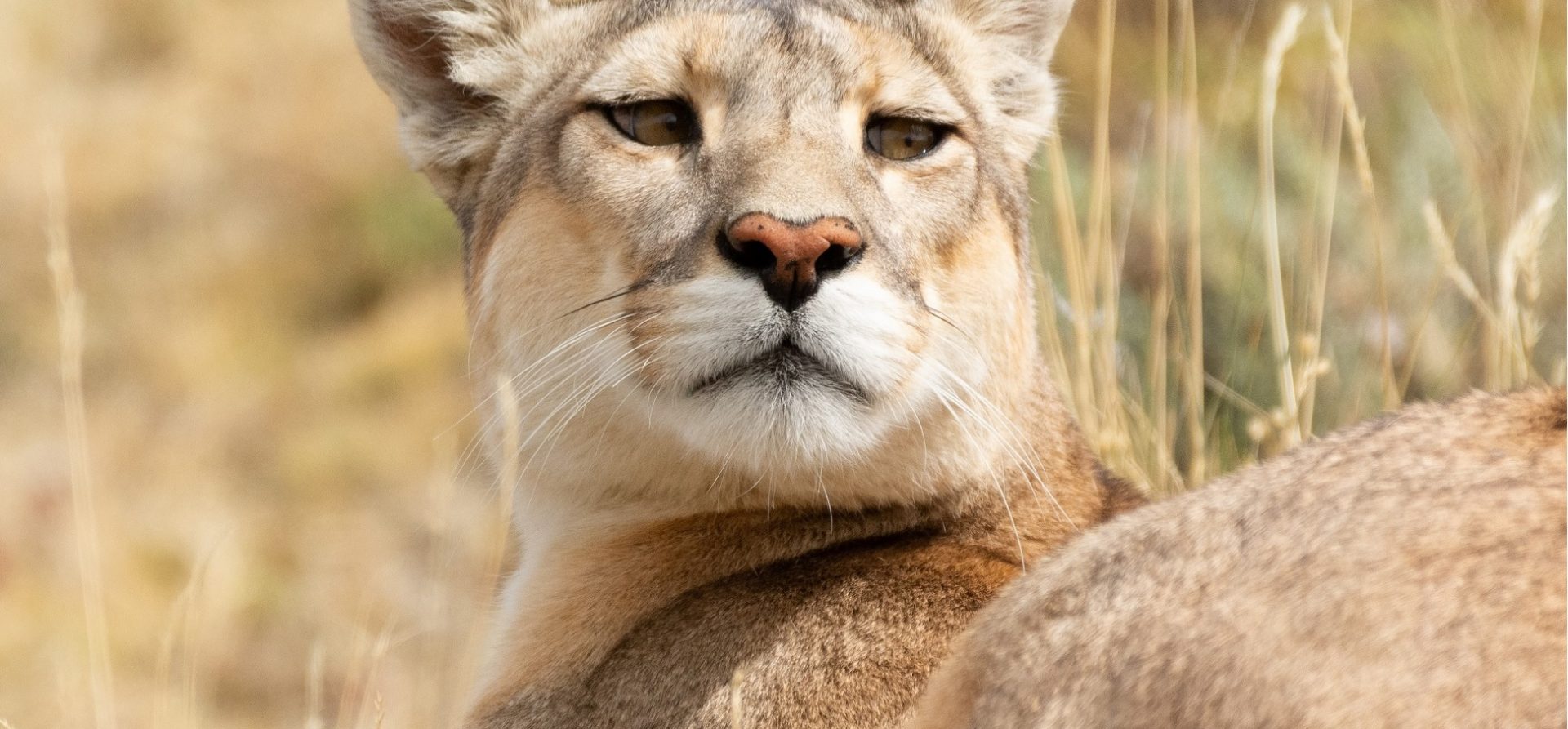 Wild Cats from Chile: Check out our own “Big Cats” - Chile Travel