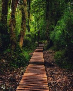 ALERCE ANDINO NATIONALPARK, EIN NATURSCHUTZGEBIET MIT TAUSENDJÄHRIGEN BÄUMEN