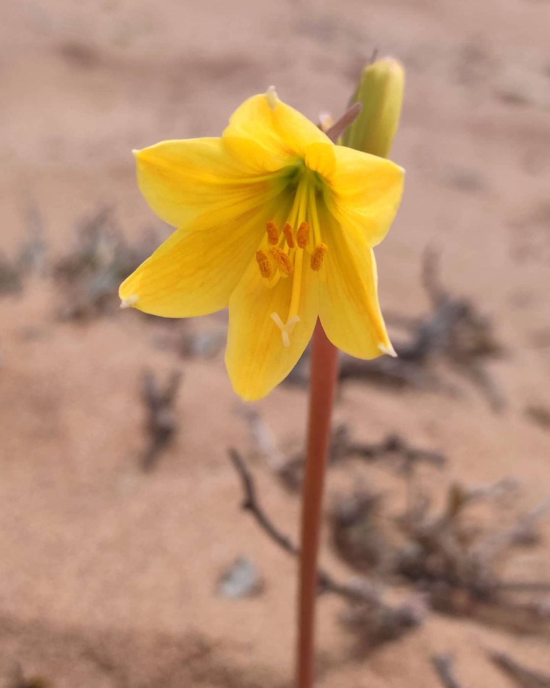 Desierto Florido, el espectáculo más lindo del norte de Chile - Chile Travel