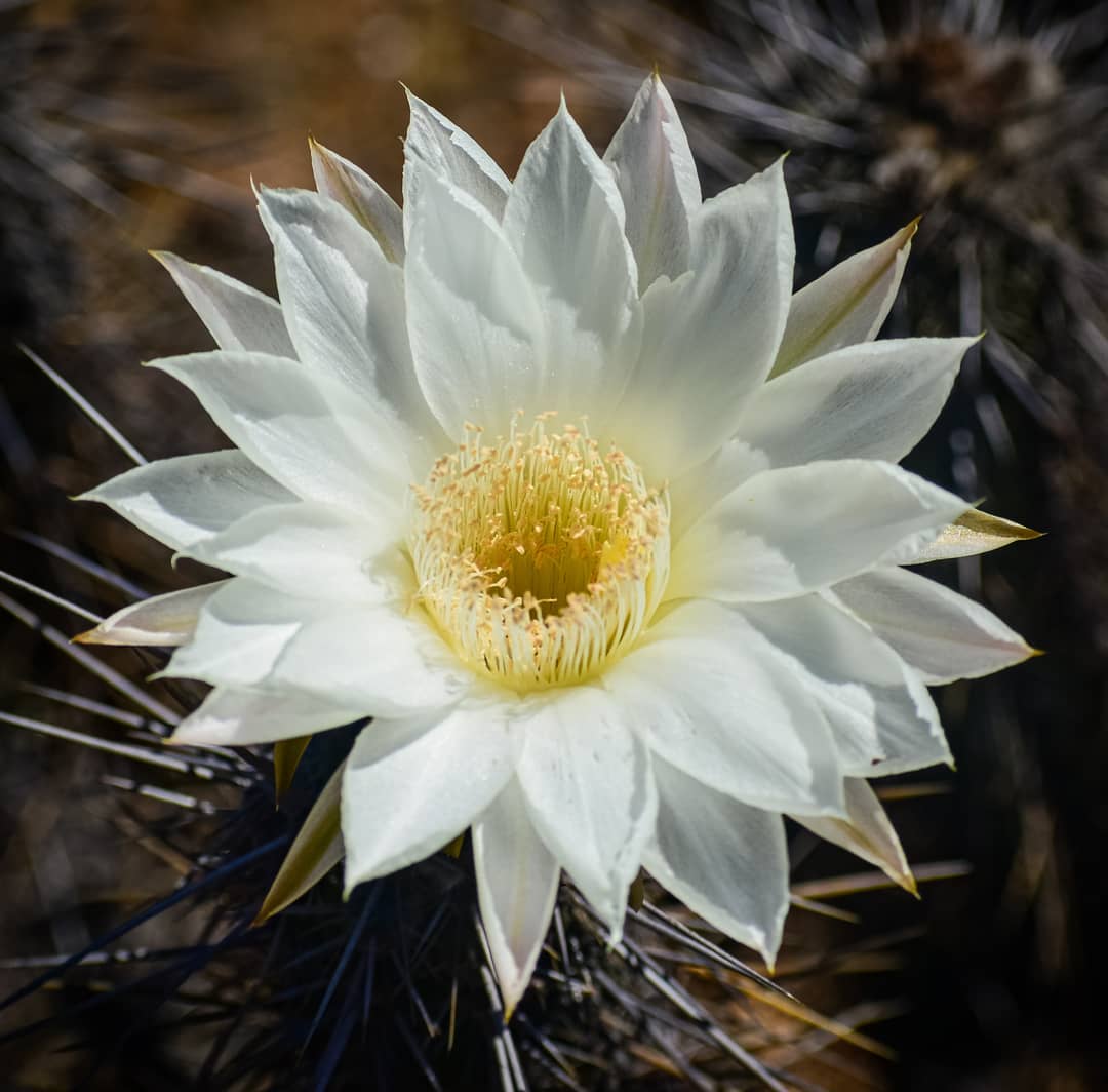 Desierto Florido, el espectáculo más lindo del norte de Chile - Chile Travel