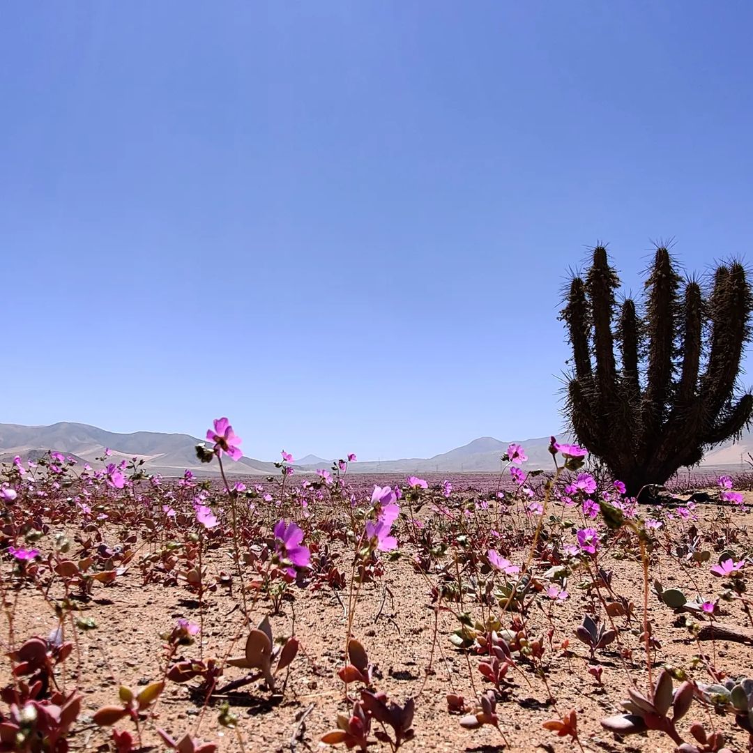 desierto florido Copiapó