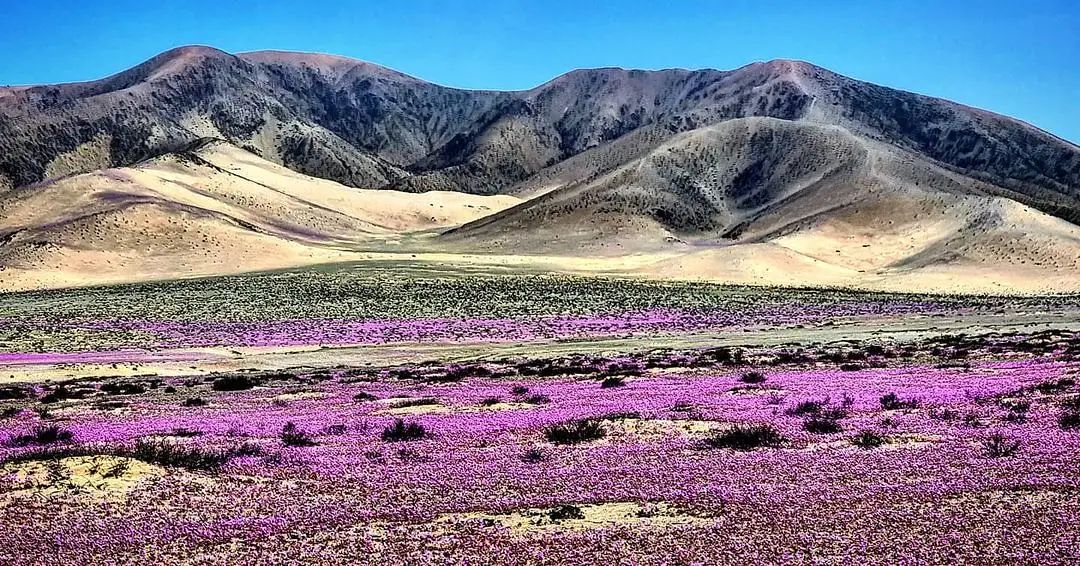 desierto florido