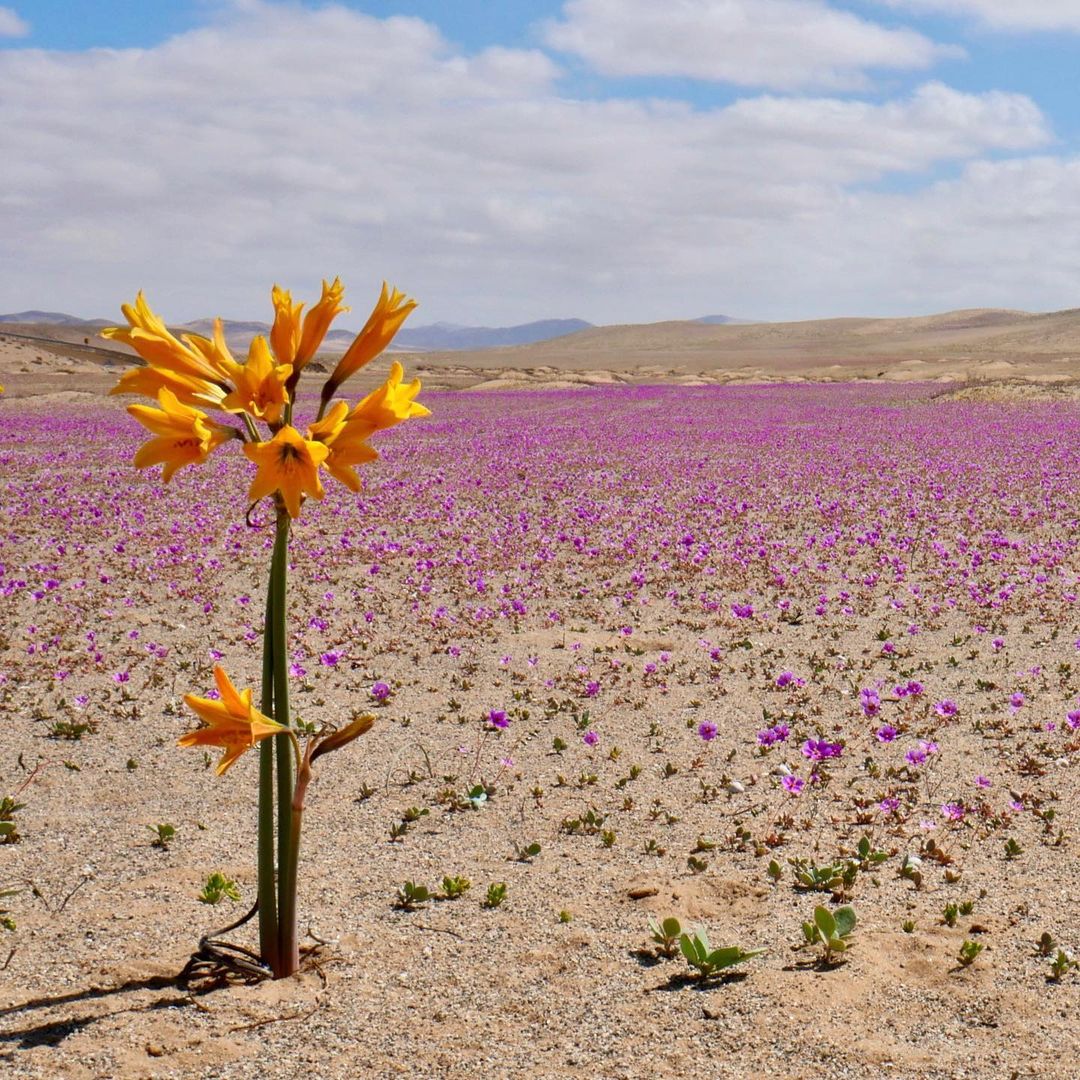 Desierto Florido, el espectáculo más lindo del norte de Chile - Chile Travel