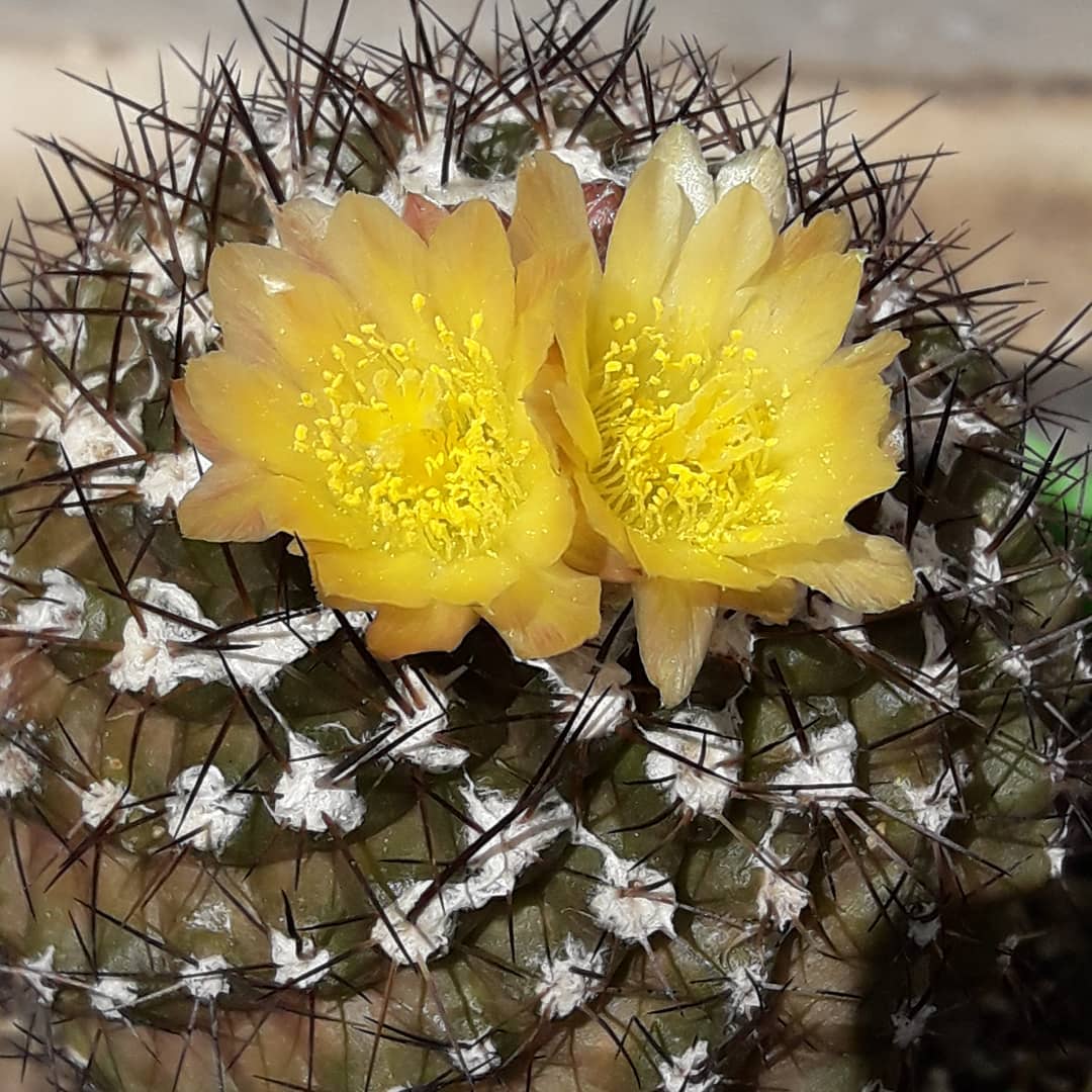 flor copiapoa