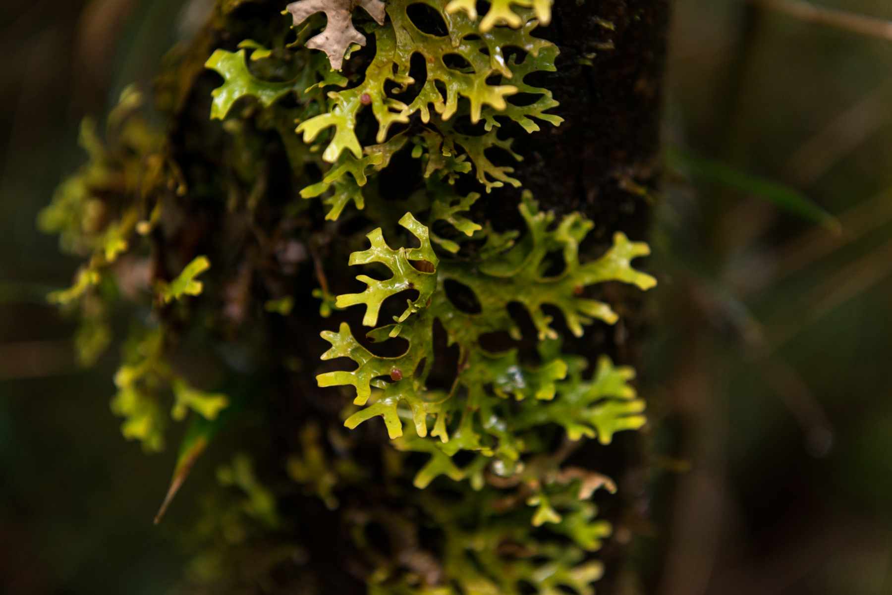 baño bosques