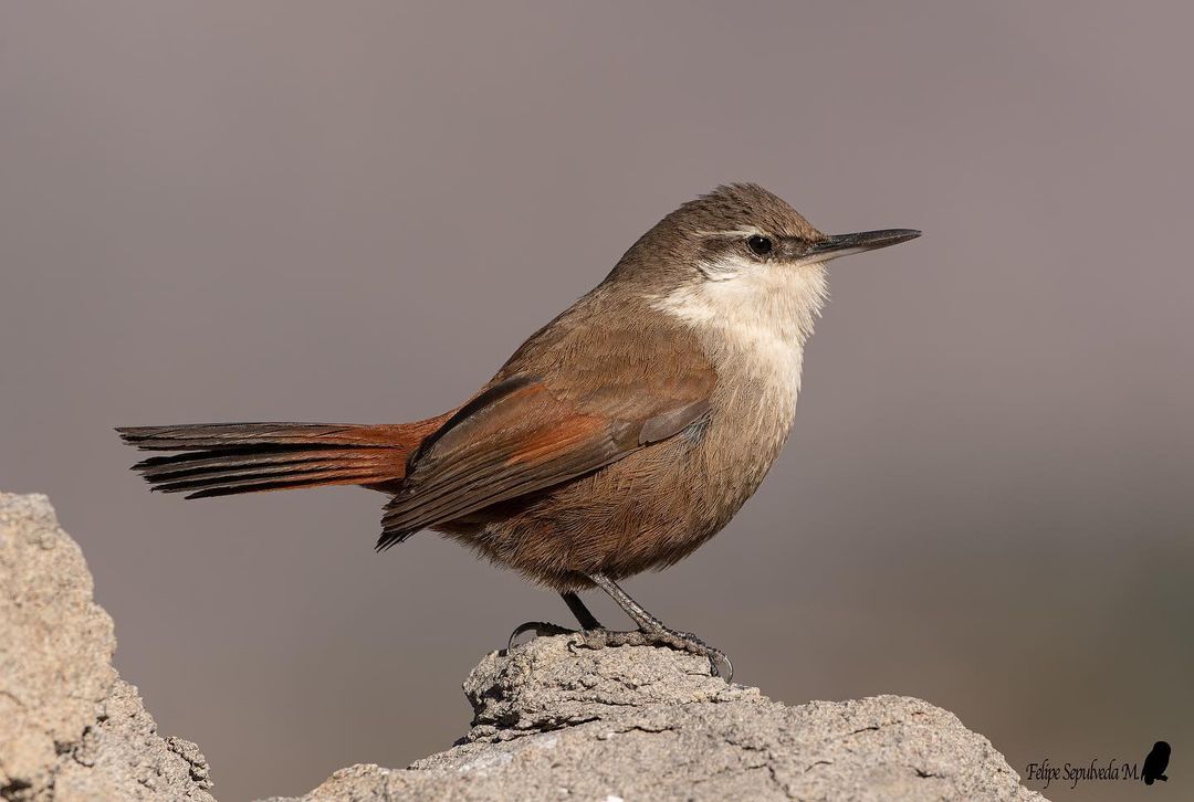 aves endémicas de Chile