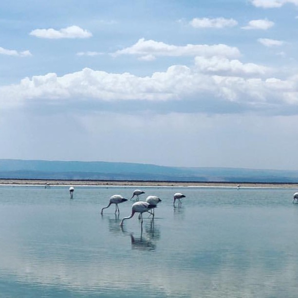 Humedales de Chile_fLAMENCOS