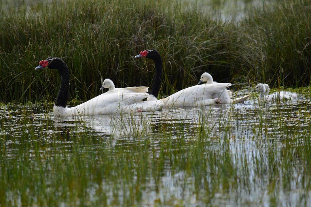 Humedales de Chile_Cisnes