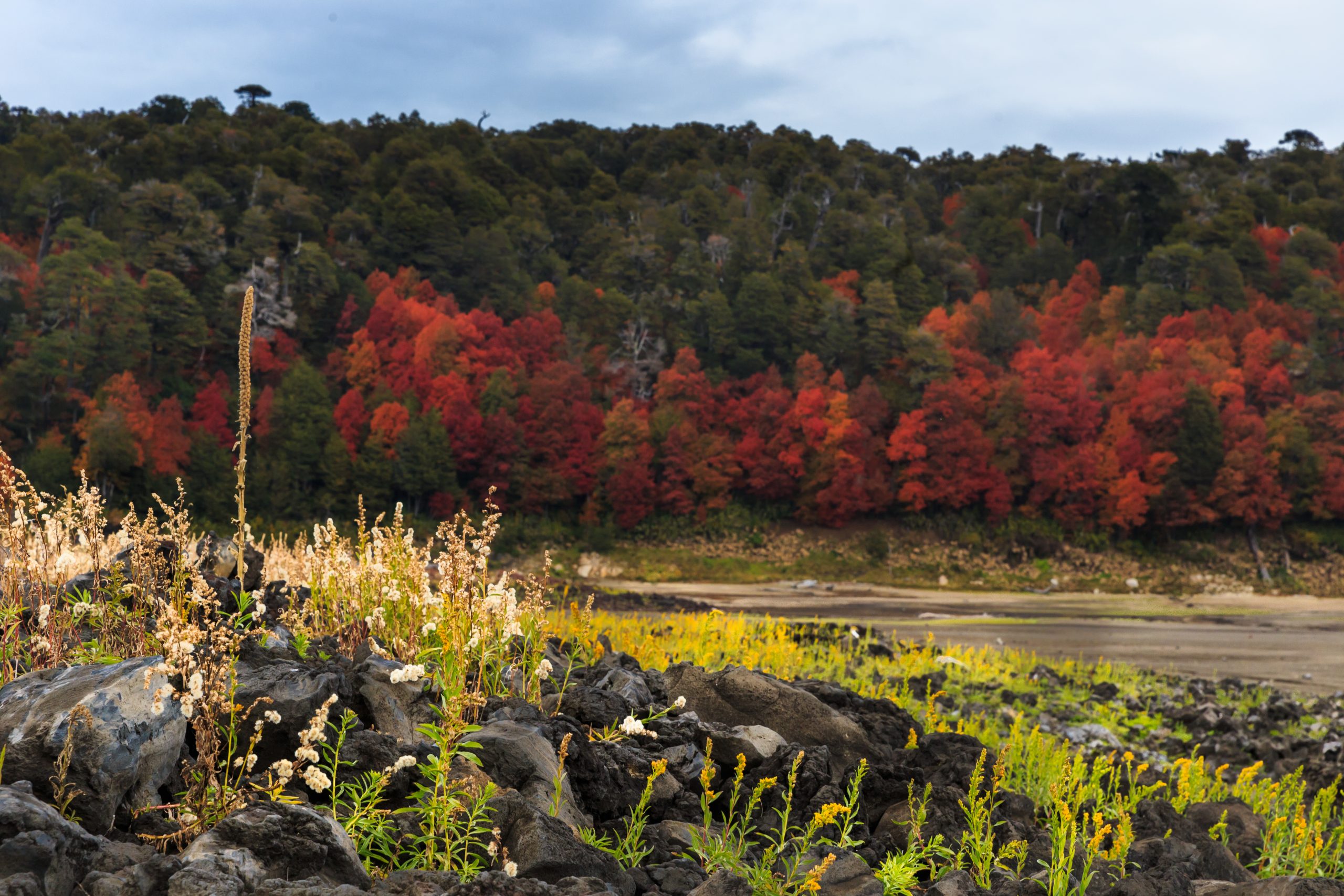 Chile Autumn