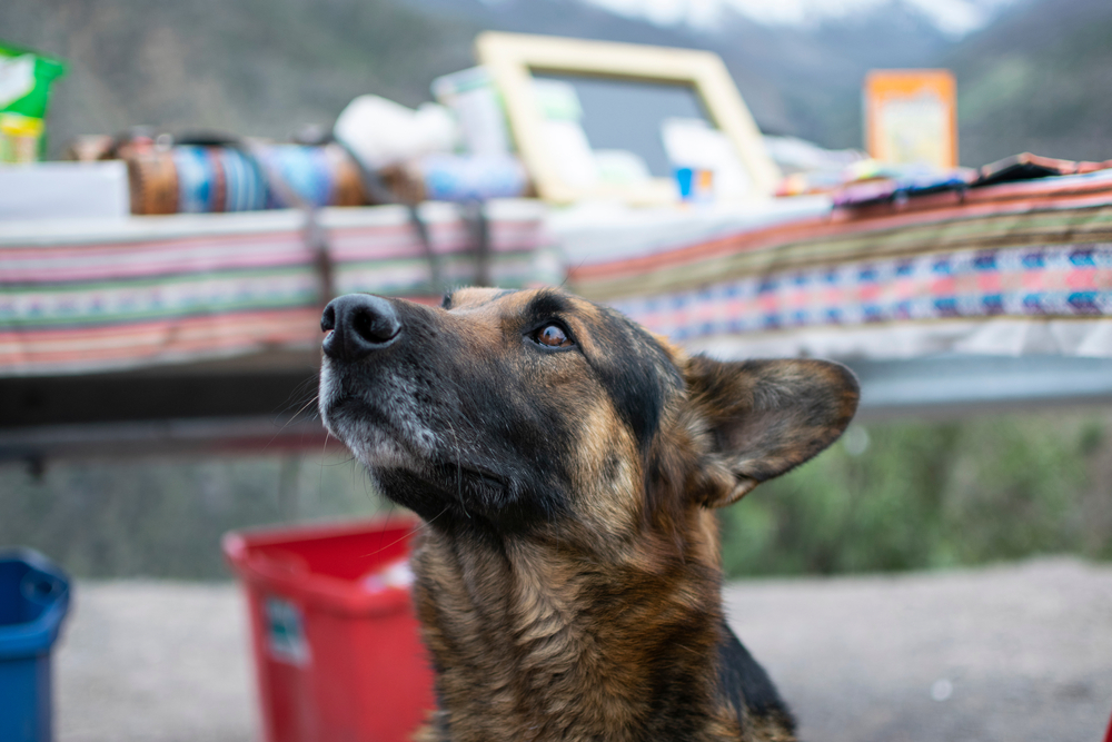 Chile com um animal de estimação