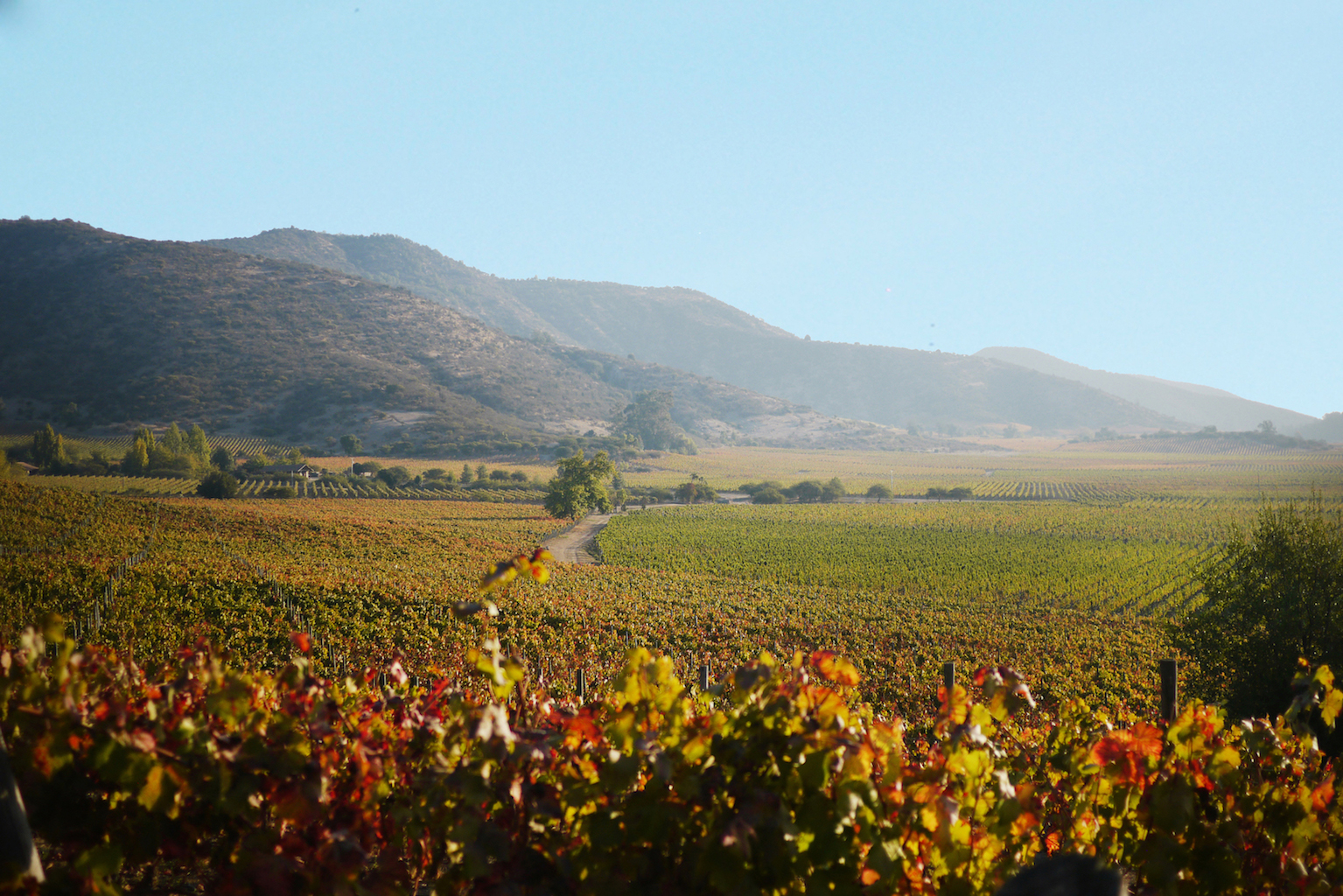 viñas de Chile