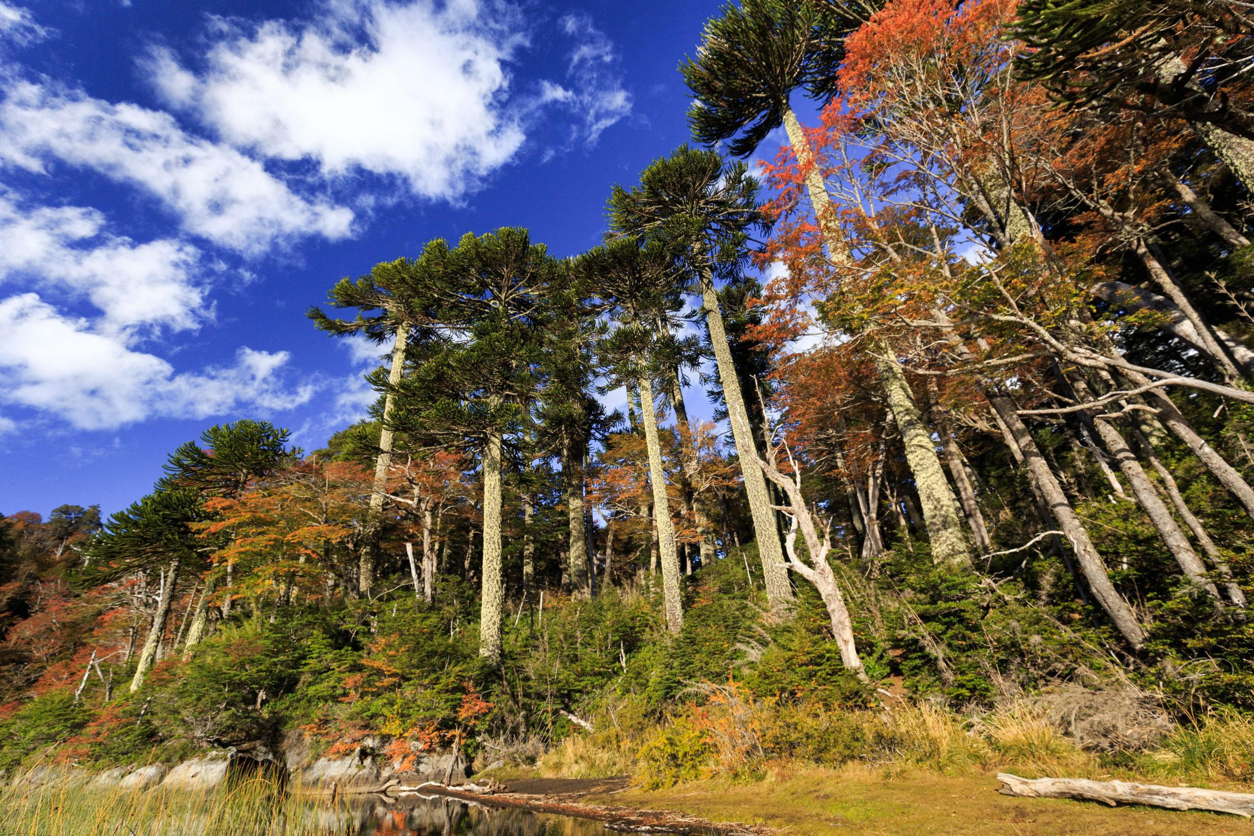 The Araucaria forests of Chile, part 2