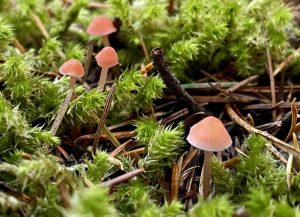 Fungi Kingdom: Fungi in Chile and the Best Season to See Them