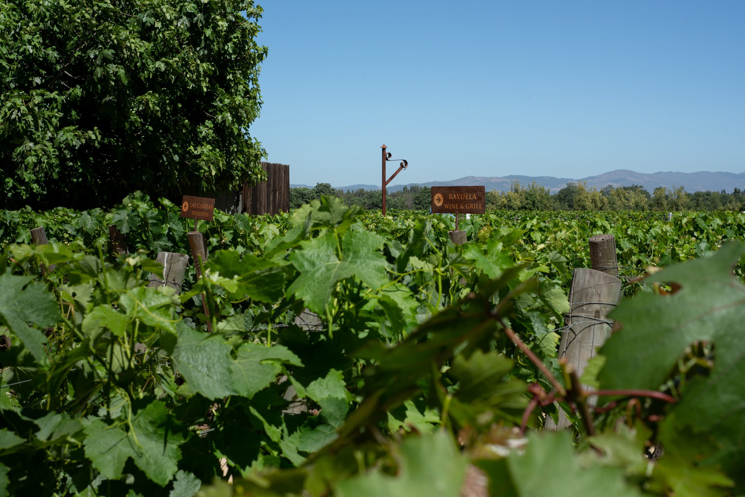 viñas de Chile