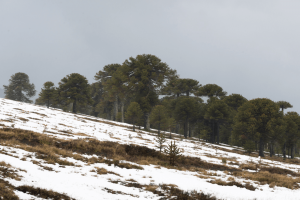 Aventuras que perduran: 2 días de caminatas en la Araucanía Andina