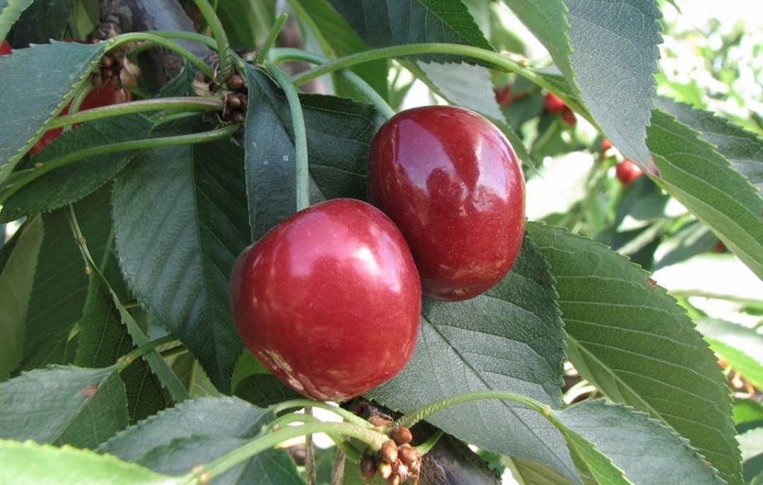 cerezas chilenas