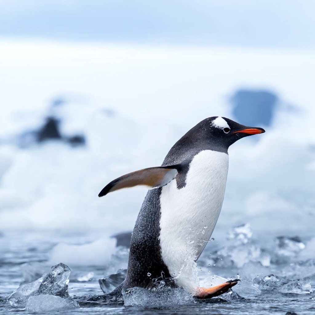 dónde ver Pingüinos Chile