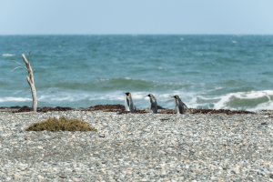 Pingüinos de Chile: Dónde ver a estas sorprendentes aves buceadoras