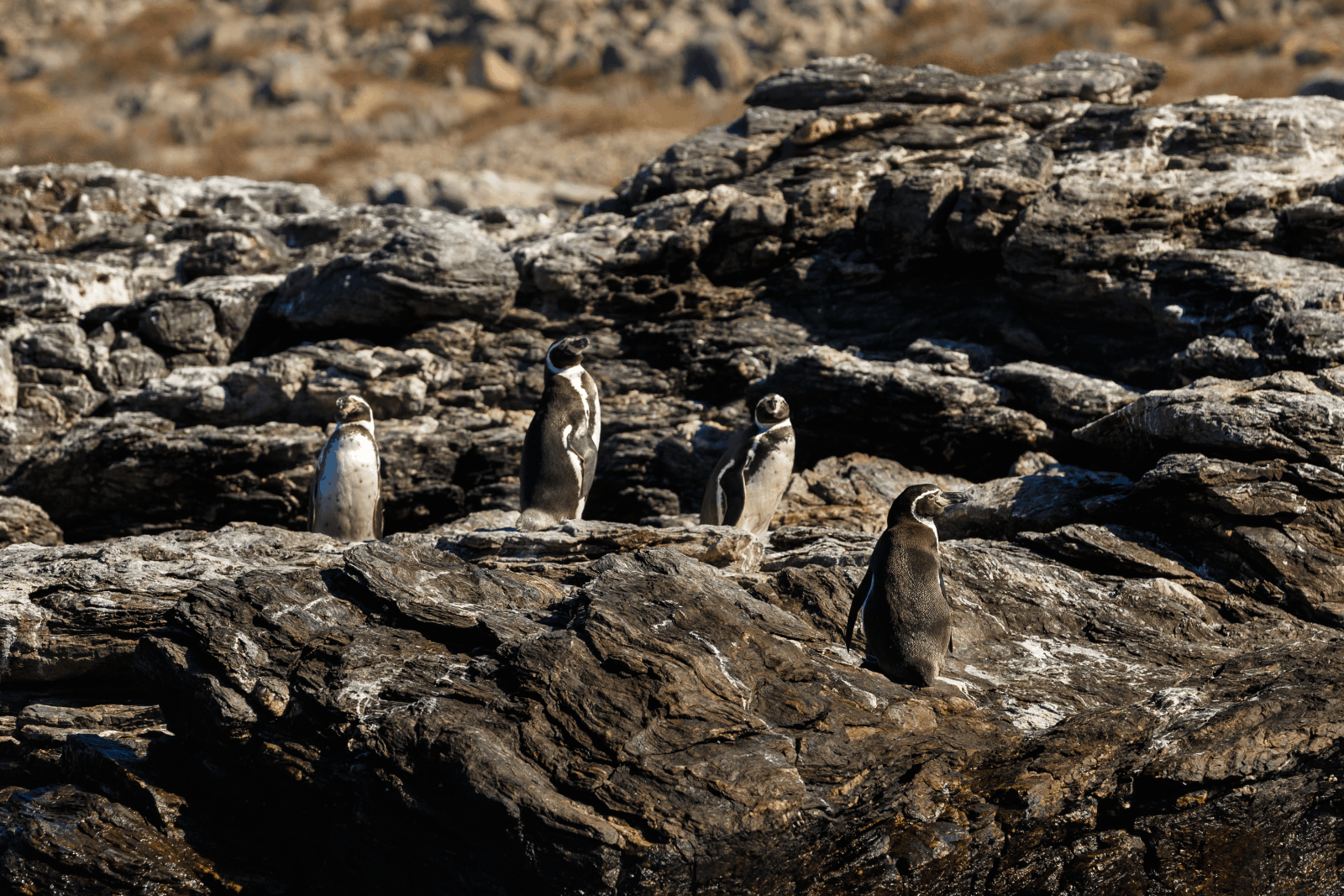 Reserva de Pinguins de Humboldt