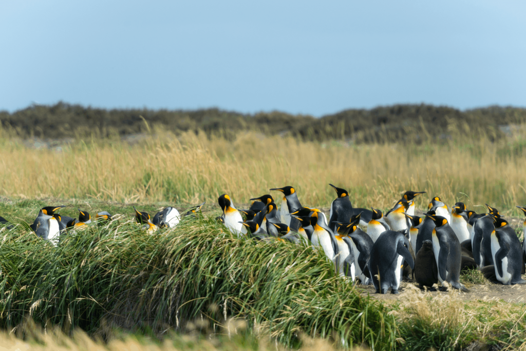 Penguins from Chile