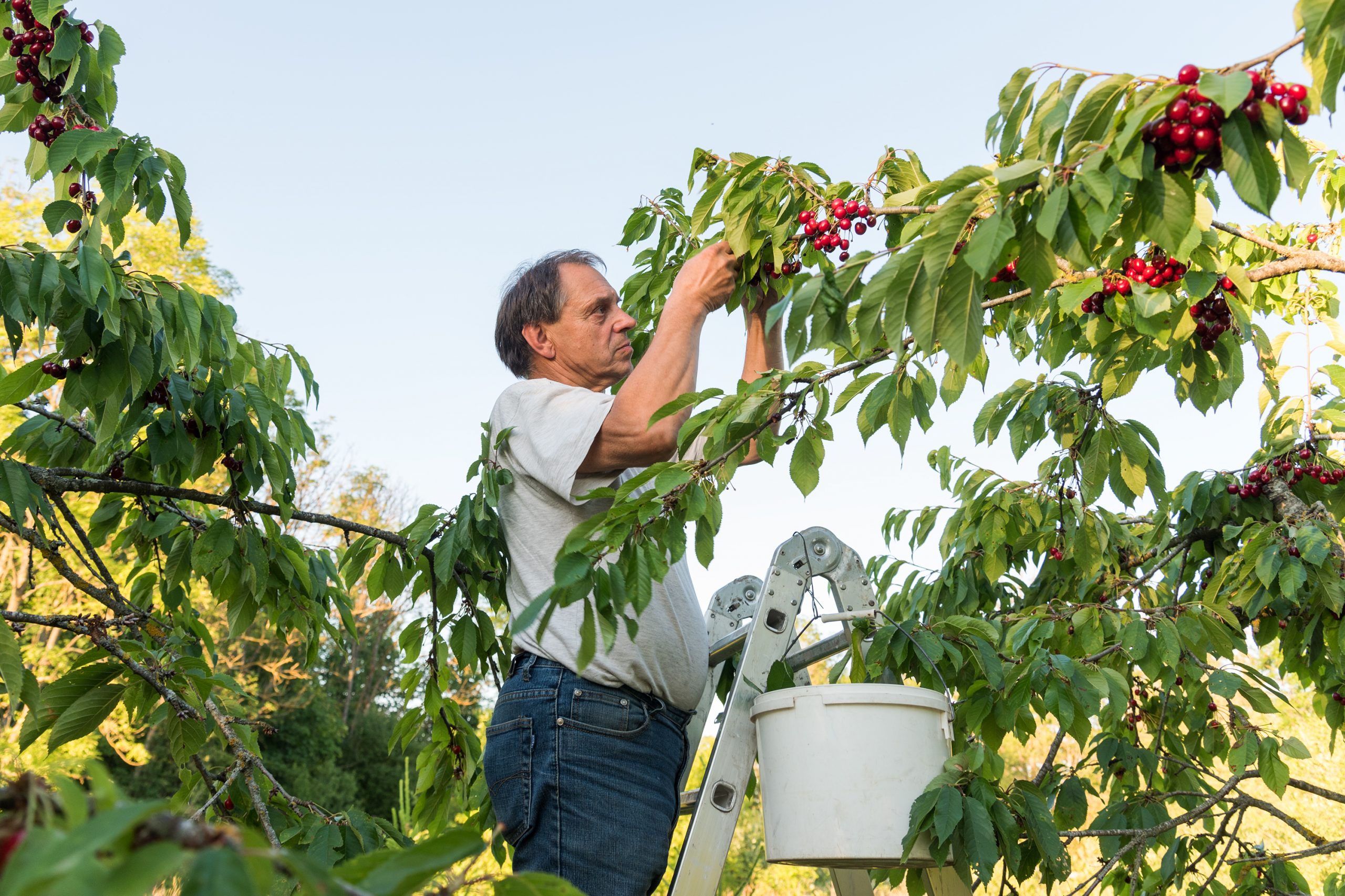 Chilean Cherries